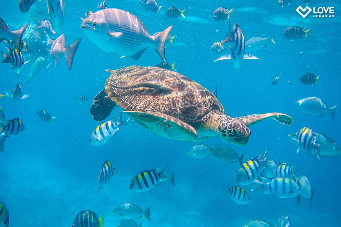 SIMILAN ISLANDS Premium hopping tour by Love Andaman