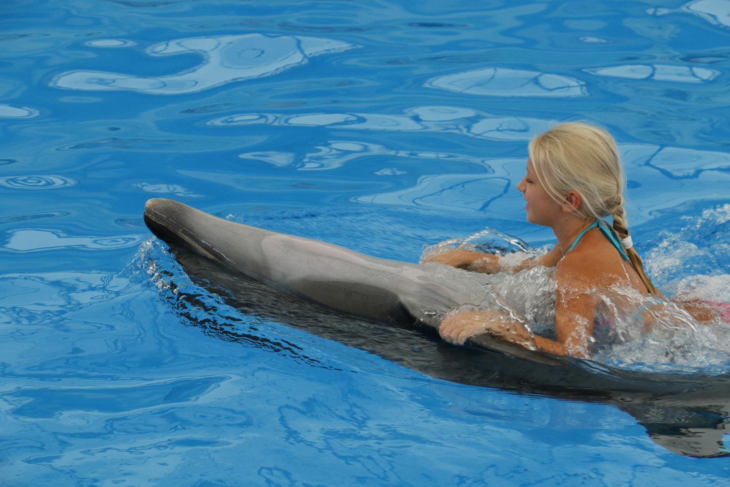 Phuket Thailand Dolphin Show 2023