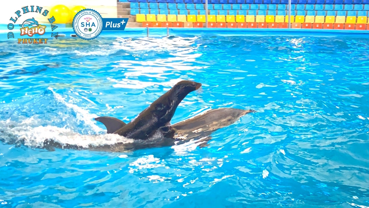 Phuket Thailand Dolphin Show 2023