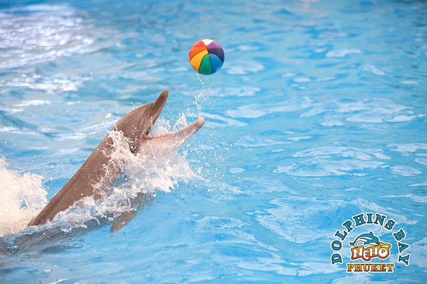 Phuket Thailand Dolphin Show 2023