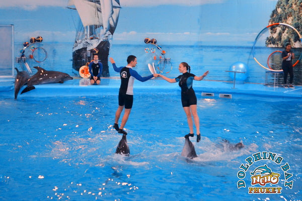 Phuket Thailand Dolphin Show 2023