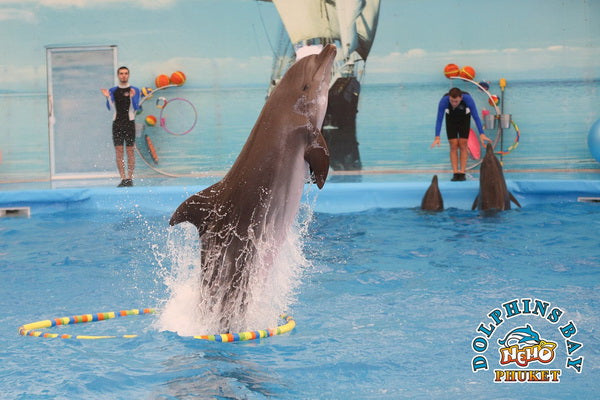 Phuket Thailand Dolphin Show 2023